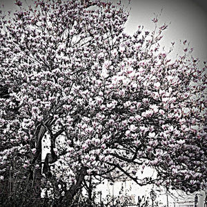 Meet your Posher, Sazia